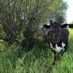 brown and white cow next to a shade tree