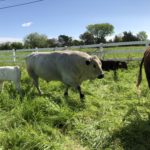 white bull with herd